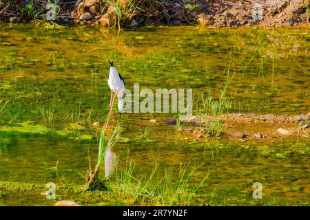 Schwarzflügelpfahl, Himantopus himantopus, Himantopus himantopus sensu lato, Vogelspaziergang Stockfoto
