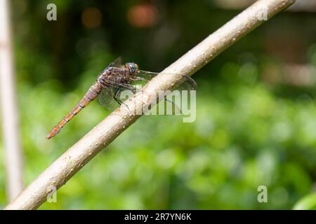 Hinterer Drachen-Hosenschlitz in brauner dunkler Farbe, Nahaufnahme mit natürlichem grünen Hintergrund Stockfoto
