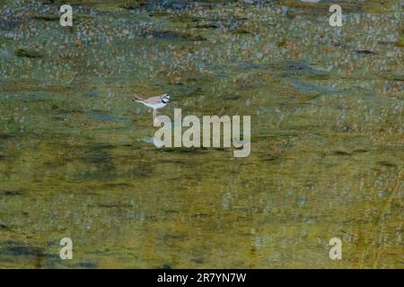 Junger Ringpfeifer (Charadrius hiaticula), stehende Vogelwelt Stockfoto