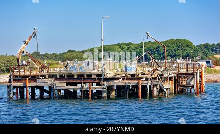 Nigg Schottland, der alte hölzerne Pier mit vielen Möwen Stockfoto