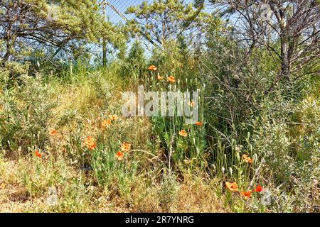 Rote Mohnblumen Papaver rhoeas in einer Hecke in heißer Sommersonne Stockfoto