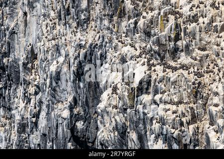 Klippen voller nistender Seevögel mit Kittiwakes (Rissa tridactyla) und Guillemots (Uria aalge), Isle of May, Schottland, Großbritannien Stockfoto