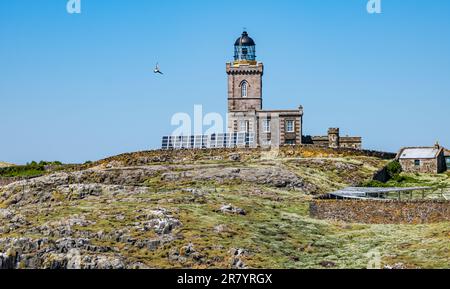 Viktorianischer Leuchtturm auf einem Hügel mit Papageientaucher, Isle of May, Schottland, Großbritannien Stockfoto