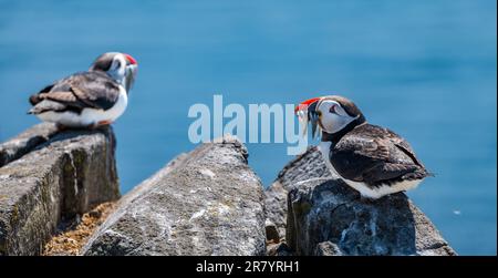 Papageientaucher (Fratercula arctica) mit Sandaalen im Schnabel auf der Isle of May, Schottland, Vereinigtes Königreich Stockfoto