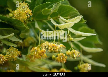 Linden oder Limettenbaum in Blüte im Juni an einem Regentag, Nahaufnahme Stockfoto