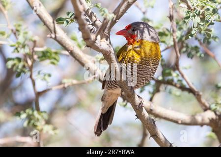 Grünflügelpytilia Male (Pytilia melba), zuvor Melba Finch, Kalahari, Nordkap, Südafrika Stockfoto