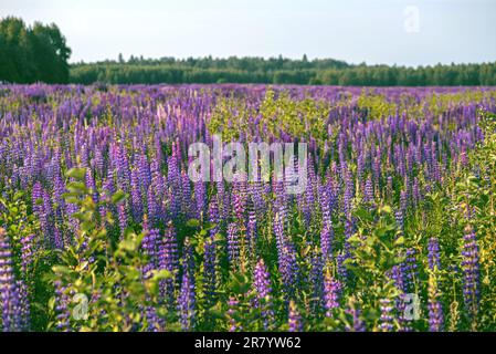 Lila Lupinen auf dem Feld Stockfoto