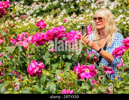 London, Großbritannien. 18. Juni 2023. Besucher im Regents Park genießen die Sonne und die wunderbaren Farben in den Rosengärten. Kredit: Paul Quezada-Neiman/Alamy Live News Stockfoto