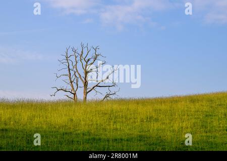 Ein einzelner toter Baum auf einer grünen Wiese Stockfoto