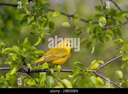 Der gelbe Zwerg auf dem Ast sang im Frühling in Ottawa, Kanada Stockfoto