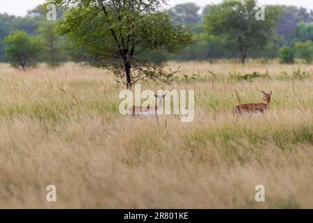 Ein Paar Hirsche in einem Grasland Stockfoto