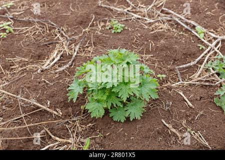 Geranium pratense oder Wiesengeranium. Junger Grasbusch im Frühling. Stockfoto