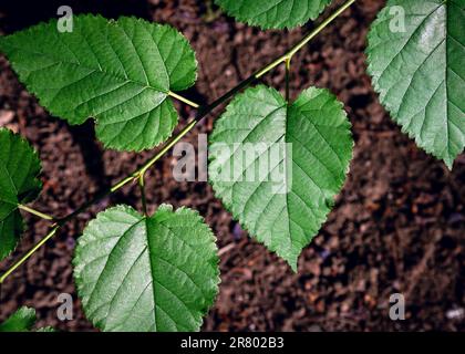 Frische grüne Morus-Alba-Blätter im Naturgarten. Nahaufnahme des Blatts von Mulberry (andere Namen sind Morus Alba, Moraceae). Stockfoto