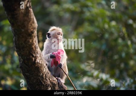 Einsame Makaken mit Blume in der Hand. Traurig aussehender Affe, der auf einem Ast in einem tropischen Wald in Sri Lanka sitzt. Stockfoto