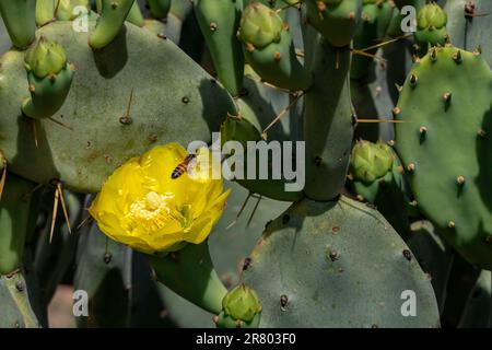 Leuchtend gelbe Opuntia stachelige Birnen Kaktusblüten mit Bienen um sie herum Nahaufnahme Stockfoto