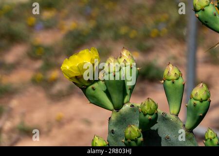 Leuchtend gelbe Blüten von Stachelbirnen-Kaktus Opuntia zwischen grünen Stachelblättern Stockfoto