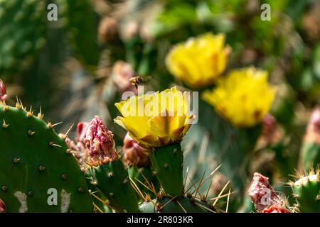 Leuchtend gelbe Opuntia stachelige Birnen Kaktusblüten mit Bienen um sie herum Nahaufnahme Stockfoto