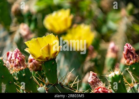 Leuchtend gelbe Blüten von Stachelbirnen-Kaktus Opuntia zwischen grünen Stachelblättern Stockfoto