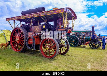 1906 Burrell Showmans Road Locomotive „Griffin“ bei Abbey Hill Steam Rally, Yeovil, Somerset, Großbritannien Stockfoto