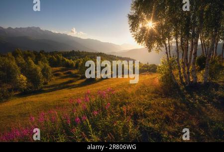 Wunderschöne Landschaft der Sommersaison mit heller Sonne, die durch die Bäume scheint Stockfoto