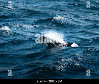 Orca Killer Whale Calf Oberflächen in der Antarktis, Grönland. Stockfoto