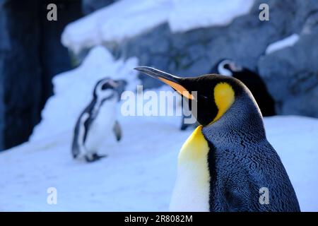 Ein Pinguin, der an einem sonnigen Tag in einer verschneiten Landschaft in einer Reihe steht Stockfoto