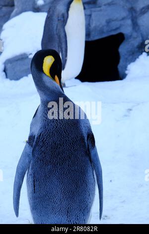 Ein Pinguin, der an einem sonnigen Tag in einer verschneiten Landschaft in einer Reihe steht Stockfoto
