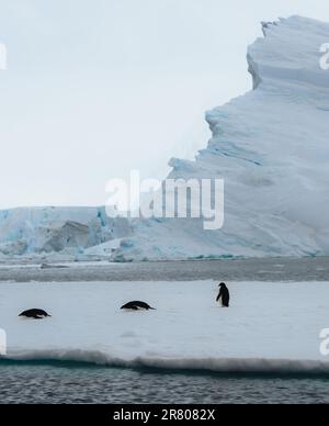 Adelie-Pinguin in der Antarktis umgeben von Schnee und Eis. Globale Erwärmung und Klimaveränderung. Stockfoto