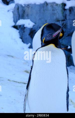 Ein Pinguin, der an einem sonnigen Tag in einer verschneiten Landschaft in einer Reihe steht Stockfoto