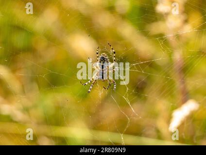 Argiope-Bruennichi-Spinne im Netz Stockfoto