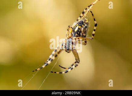 Wespenspinne (Argiope bruennichi) Makroschuss Stockfoto