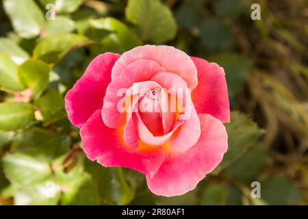 Die Mitte ist noch nicht erblüht, die rosa Rose mit ihren grünen Blättern, mit Tageslicht eingenommen Stockfoto