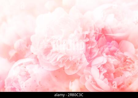 Verwischen Sie das abstrakte Bouquet mit weichem pinkfarbenen Pfingstrosen. Stockfoto