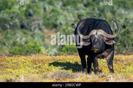 Afrikanische Savanna Buffalo. Eine afrikanische Savanna Buffalo macht eine Pause, während sie im Addo Elephant National Park weidet. Stockfoto