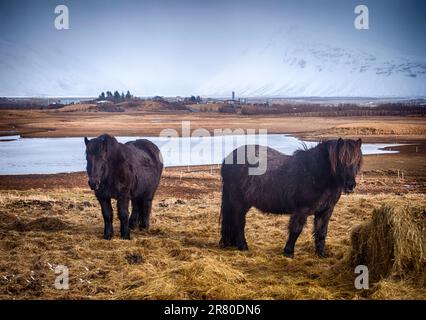 Braune Pferde grasen auf Grasland in der Nähe des Sees Stockfoto