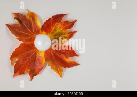 Herbstkomposition. Muster aus getrockneten Blättern auf weißem Grund Stockfoto