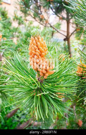 Lange Nadeln und sich entwickelnde orangefarbene Zapfen eines pinus oder Kiefernbaums Stockfoto