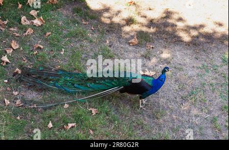 Peacock, wunderschönes repräsentatives Muster eines männlichen Pfauens in großen metallischen Farben Stockfoto