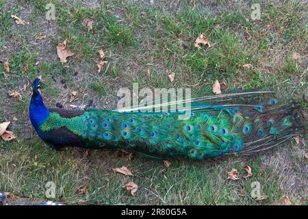 Peacock, wunderschönes repräsentatives Muster eines männlichen Pfauens in großen metallischen Farben Stockfoto