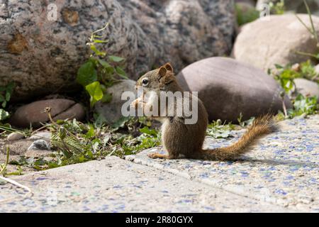 Streifenhörnchen, die vor Steinen auf Betonwegen essen Stockfoto