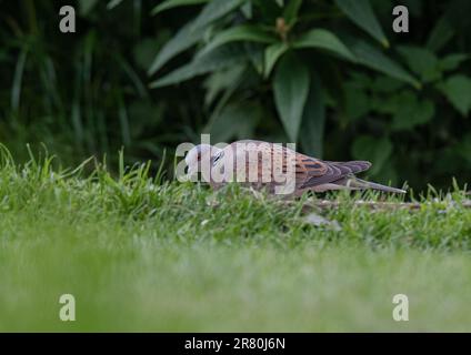 Eine vom Aussterben bedrohte bunte Schildkröte (Streptopelia turtur ) , die in Großbritannien selten zu sehen ist und sich auf dem Boden in einem Bauerngarten ernährt . Essex , UK Stockfoto