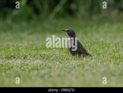 Ein junger Starling (Sturnus vulgaris), der darauf wartet, gefüttert zu werden, auf dem Rasen in einem Essex-Garten. UK Stockfoto