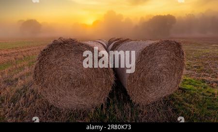 Nebelige morgendliche Heuballen, Dänemark Stockfoto