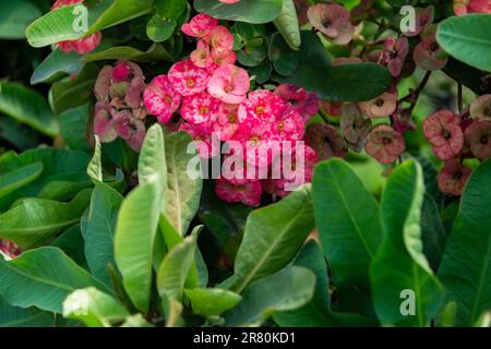 Eine wunderschöne Euphorbia-Milii-Blume blüht im Garten. Stockfoto