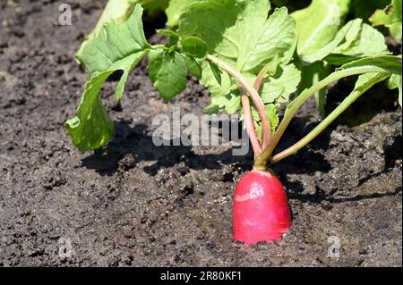 Nahaufnahme von frischem rotem Rettich, der organisch in fruchtbarem Boden wächst, mit grünen Blättern Stockfoto
