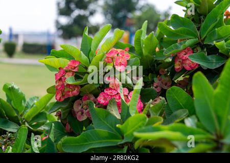 Eine wunderschöne Euphorbia-Milii-Blume blüht im Garten. Stockfoto