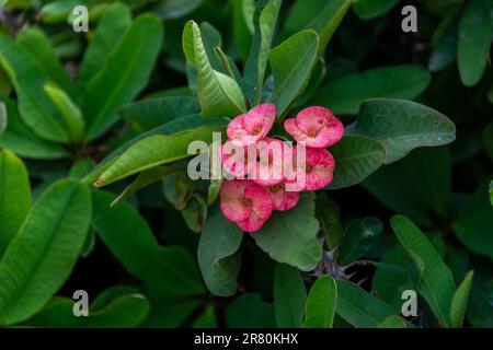 Eine wunderschöne Euphorbia-Milii-Blume blüht im Garten. Stockfoto