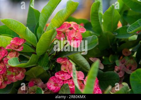 Eine wunderschöne Euphorbia-Milii-Blume blüht im Garten. Stockfoto