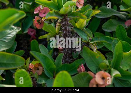 Eine wunderschöne Euphorbia-Milii-Blume blüht im Garten. Stockfoto