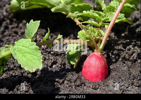 Nahaufnahme von frischem rotem Rettich, der organisch in fruchtbarem Boden wächst, mit grünen Blättern Stockfoto